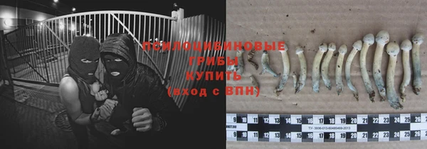 шишки Белоозёрский