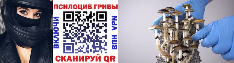 blacksprut зеркало  хочу наркоту  Гай  Галлюциногенные грибы мицелий 